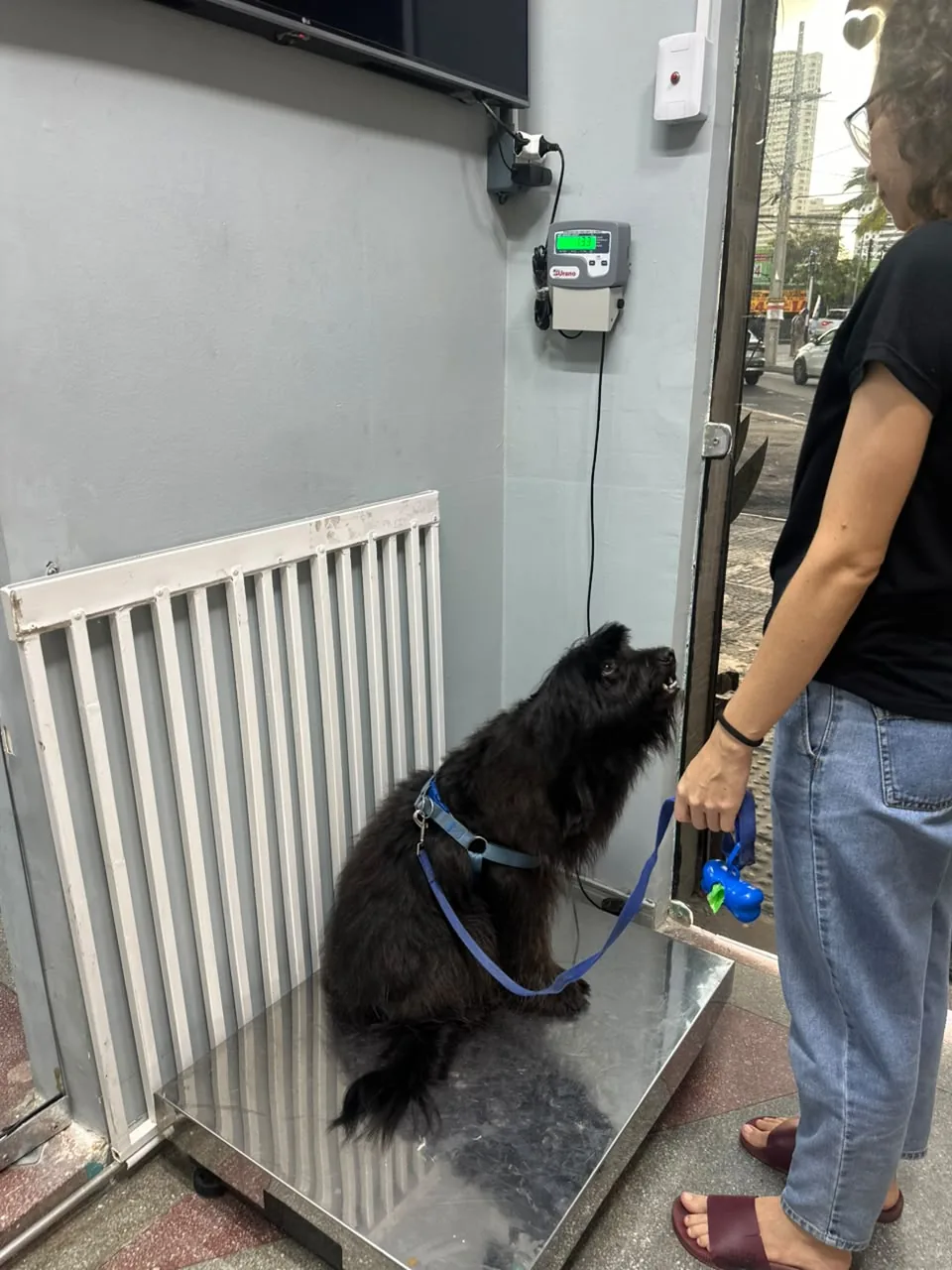 Cachorro preto sentado na balança da clínica, com o visor do peso na parede