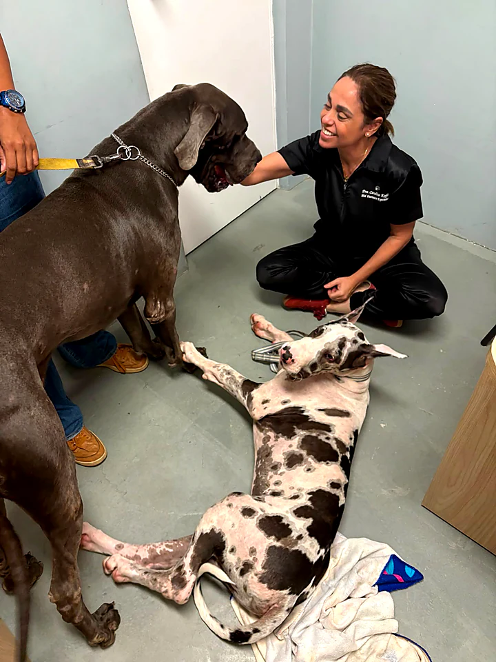 Veterinária sentada no chão do consultório com dois cães dinamarqueses