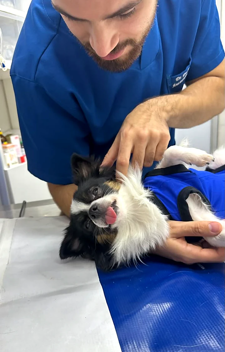 Veterinário examinando um border collie deitado na mesa de atendimento