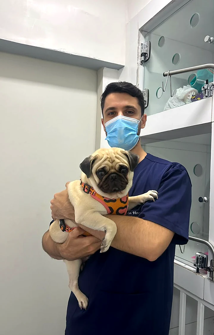 Veterinário de máscara segurando um pug de roupinha laranja