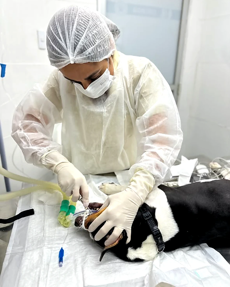 Veterinária paramentada realizando procedimento em um cão anestesiado na mesa cirúrgica